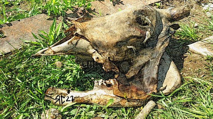 A driftwood death's head; a tree stump in grass, the approximation of a horse/the Minotaur. Art by Russell Carisse
