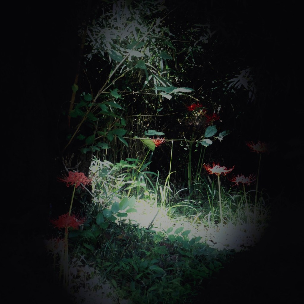 five flowers growing in the meadow, with trees behind, same lighting. smaller image.