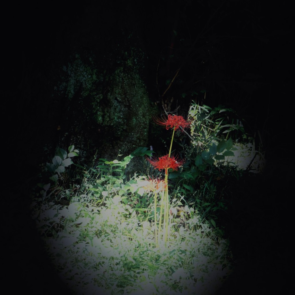 spotlit in the centre foreground two Lycoris Radiata flowers in a wood, darker behind atmospheric meadow in front of a vague forest of trees. image hiromi suzuki (c) 2023