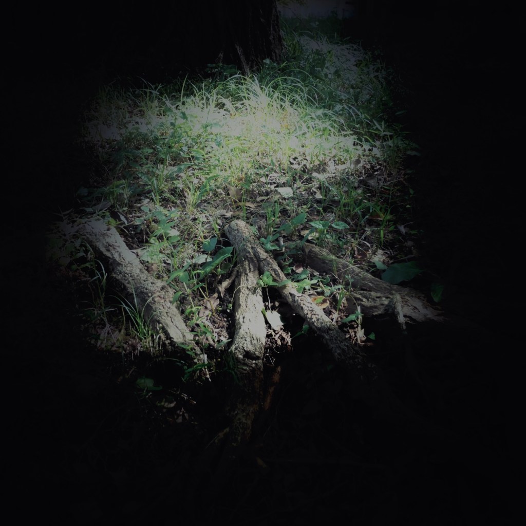 black in front and sides, centre image dead logs on the ground, scrub, grasses. meadow - pathway