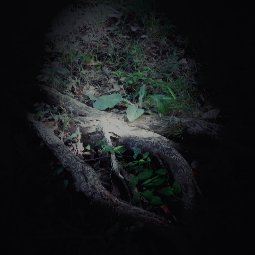 full size rectangle image of tree roots and dead wood, live leaves over them, field in centre back, spolit, circular. black in foreground and sides.