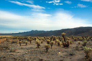 A bright color photo of Joshua Trees in California desert by  Anindita Sengupta