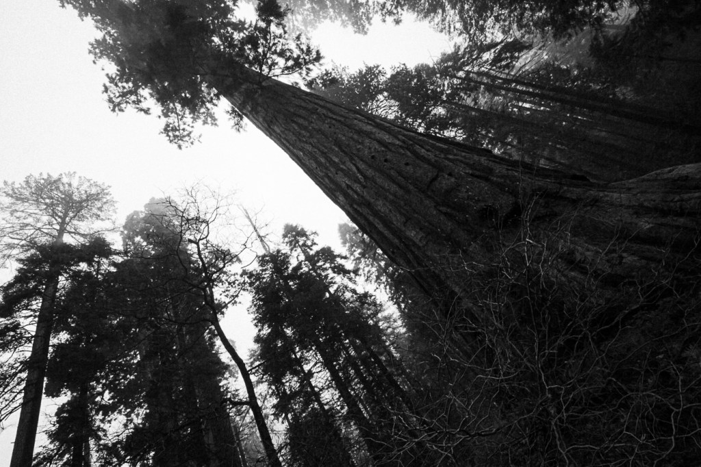 Sequoia Trees, King’s Canyon / Sequioa National Park is an image by Anindita Sengupta. Black and white low angle looking up into a diagonal at the wild majestic scene. 