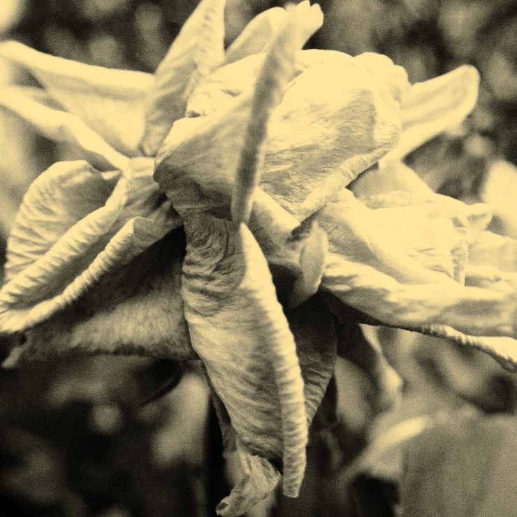 A wilting winter flower, a monochromatic image of enfolding petals pale yellow tones. (c) Robert Frede Kenter (2025)