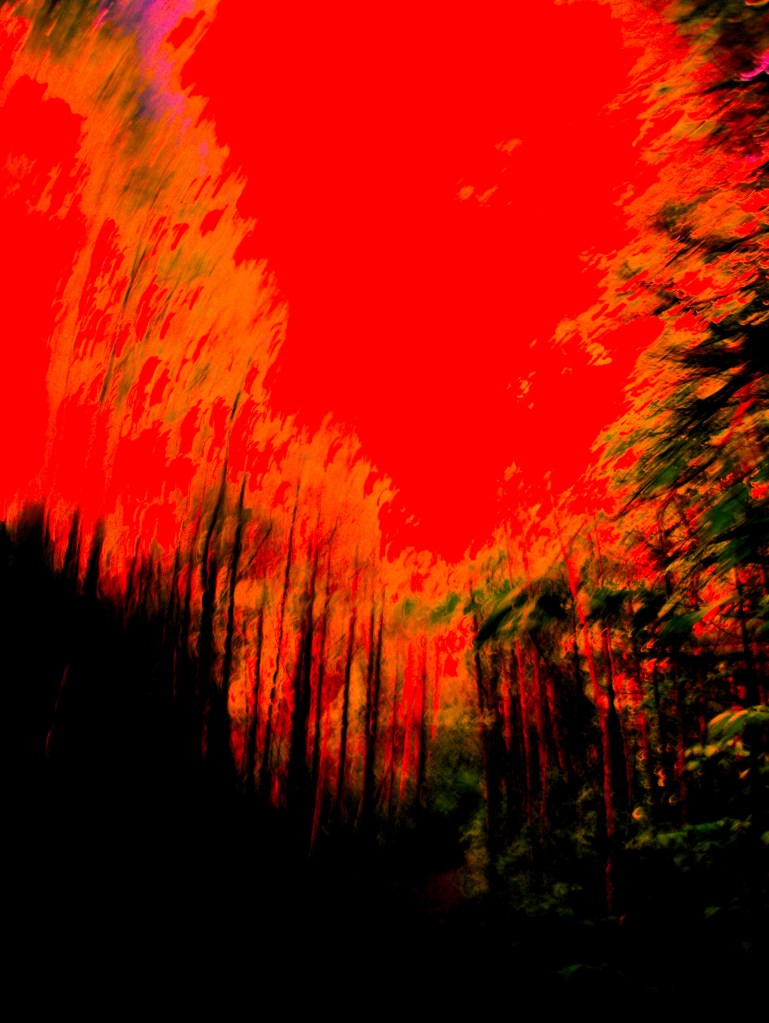 A forest dream running into trees and a tomato coloured sky. Title: Trees in a Tomato Coloured Sky (c) 2025 Robert Frede Kenter 