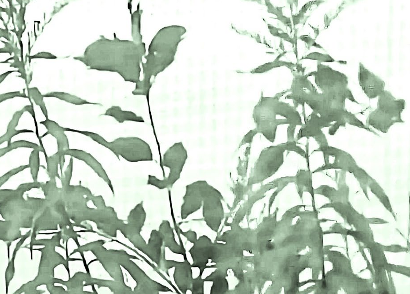 A blurry pale-green visual poem "Ascension" an element in Robert Frede Kenter's hybrid work "Madrigal" (c) 2026.