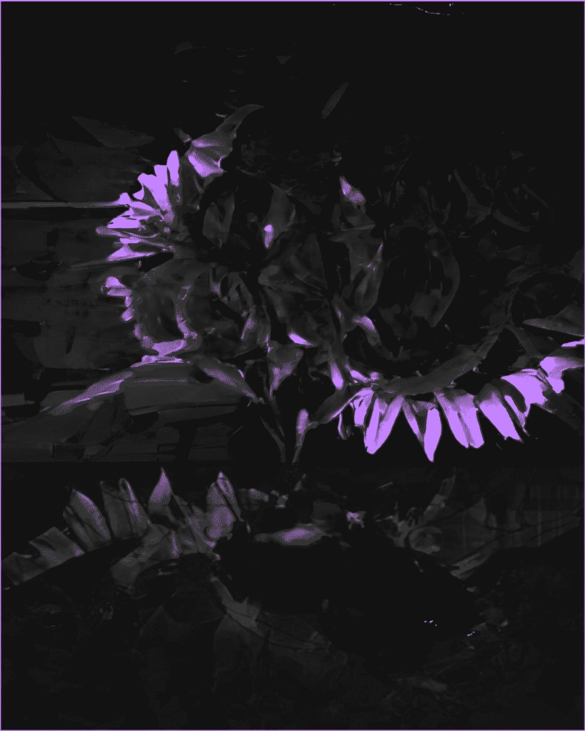 Turquoise/black flowers with petals. Dark moody collage in vertical fields. 
Early Morning
bombazine and
complimentary hours 